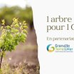 1 arbre pour 1 CDI : planter, c’est s’engager